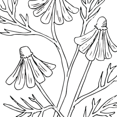 Wildflower collection Coloring Page